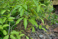 Loeseneriella arnottiana